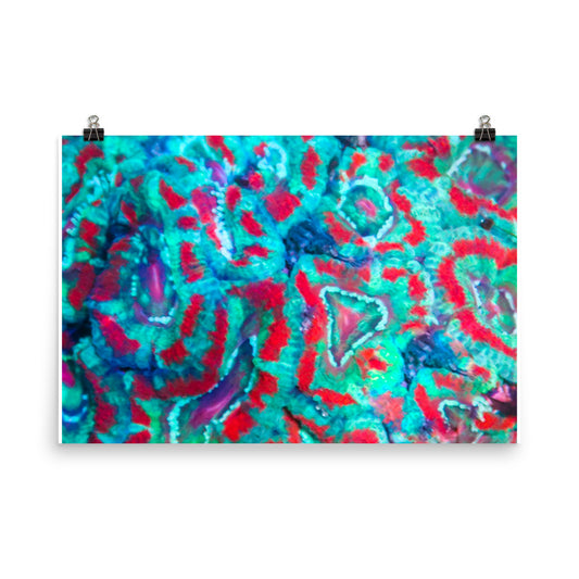 Ferr-Alligator - Fine Art Print - Coral Reef Photography Art