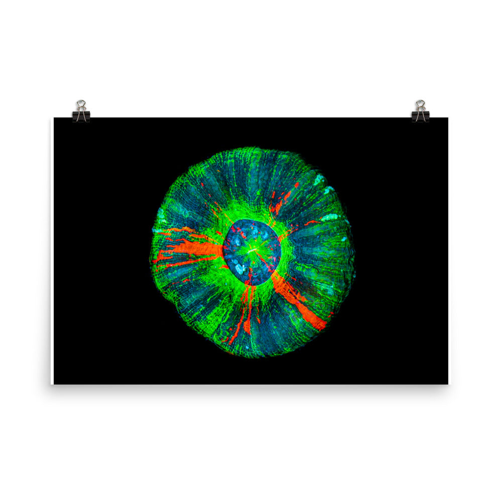 Oculus - Fine Art Print - Coral Reef Photography Art