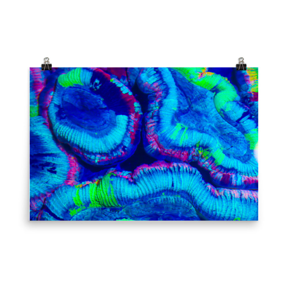 Rave Paint - Fine Art Print - Coral Reef Photography Art