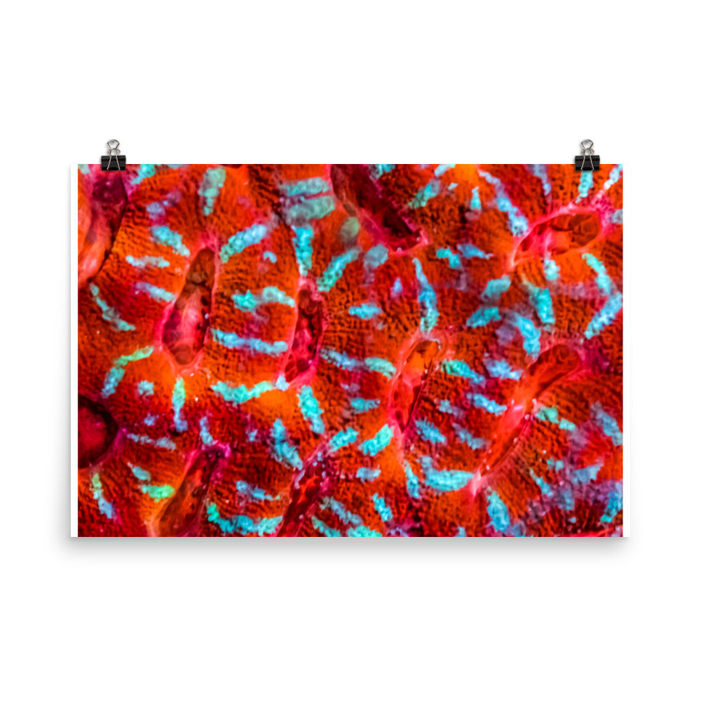 Turquoise Conchas - Fine Art Print - Coral Reef Photography Art
