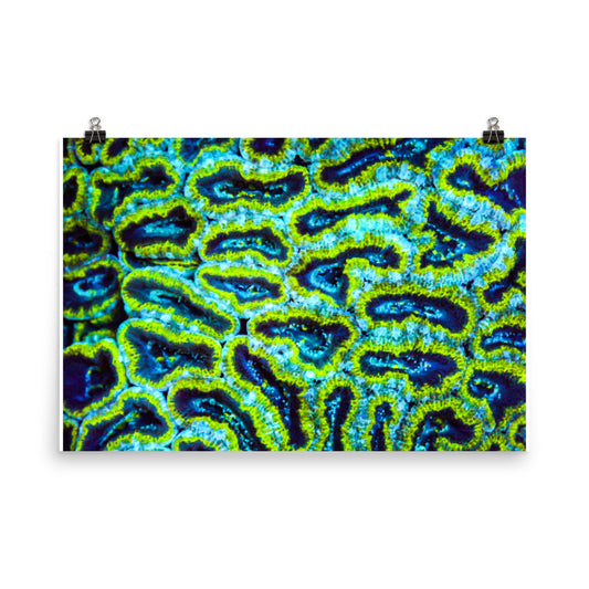 Victors - Fine Art Print - Coral Reef Photography Art
