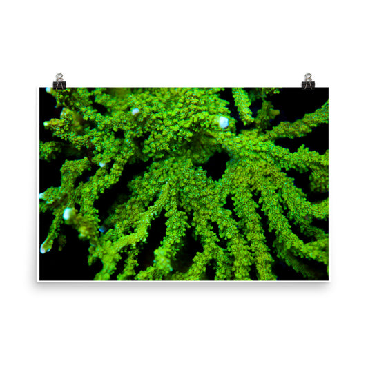 Davy Jones' Silhouette - Fine Art Print - Coral Reef Photography Art