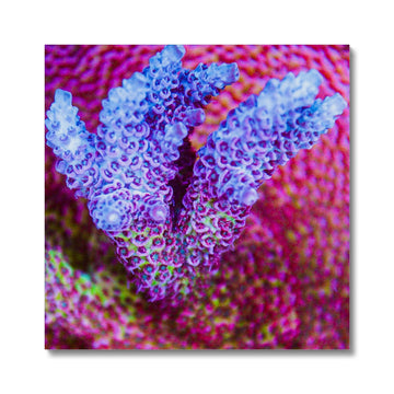 Florauna (Coral)