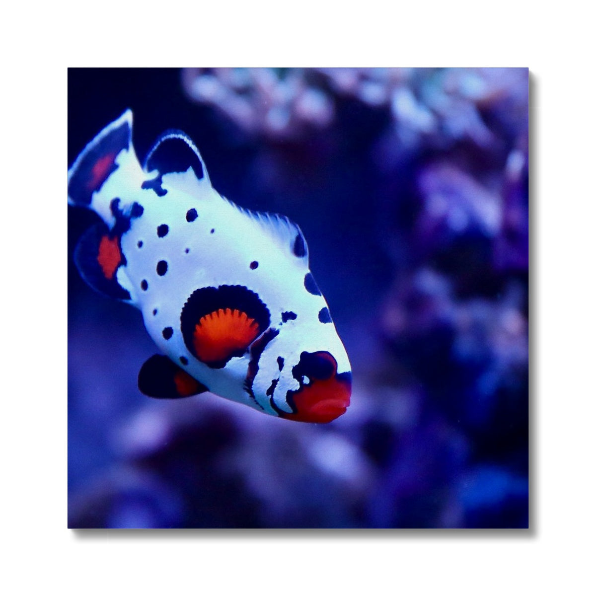 Fauna (Animal life)