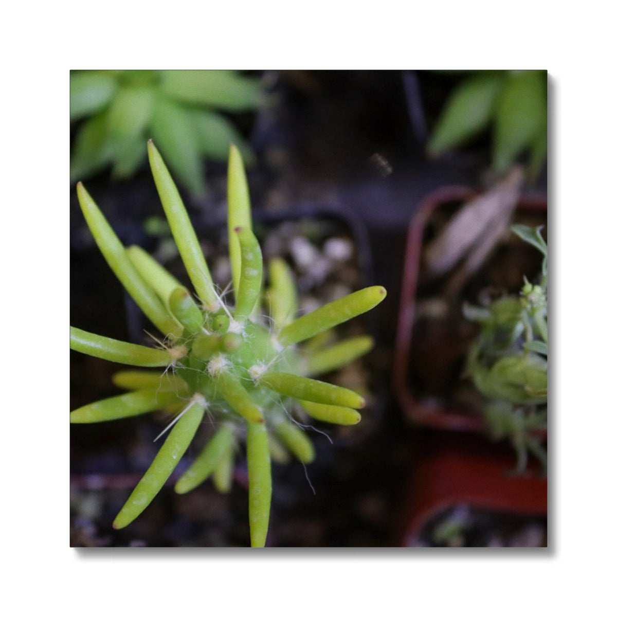 Flora (Plant Life)