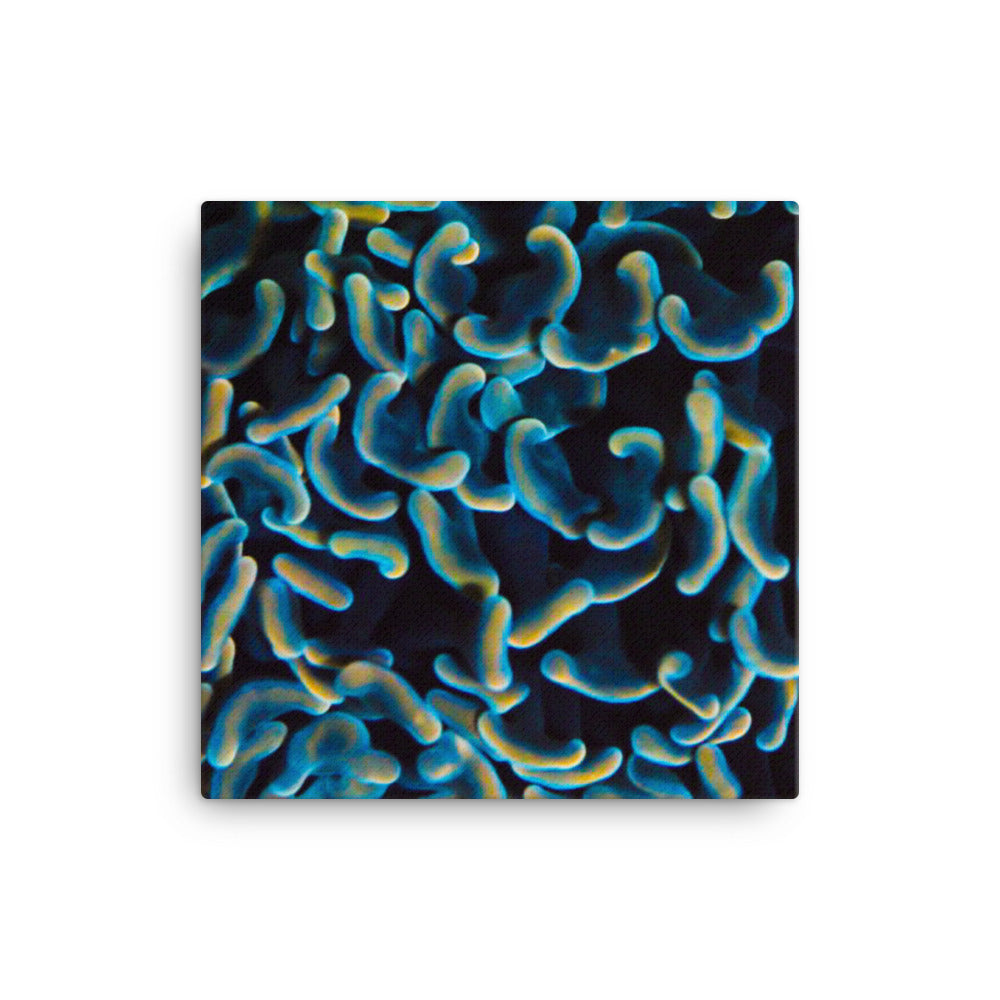 Below The Horizon - Canvas - Coral Reef Photography Art