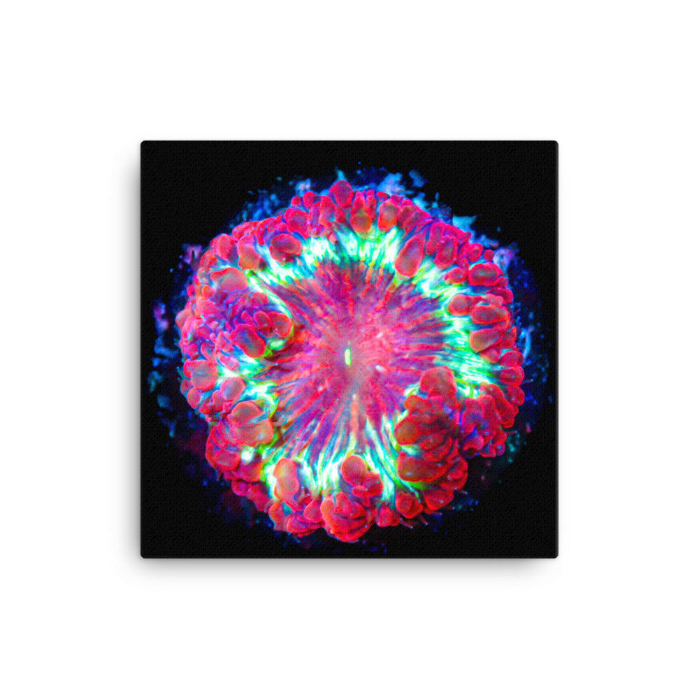 Blastonova - Canvas - Coral Reef Photography Art