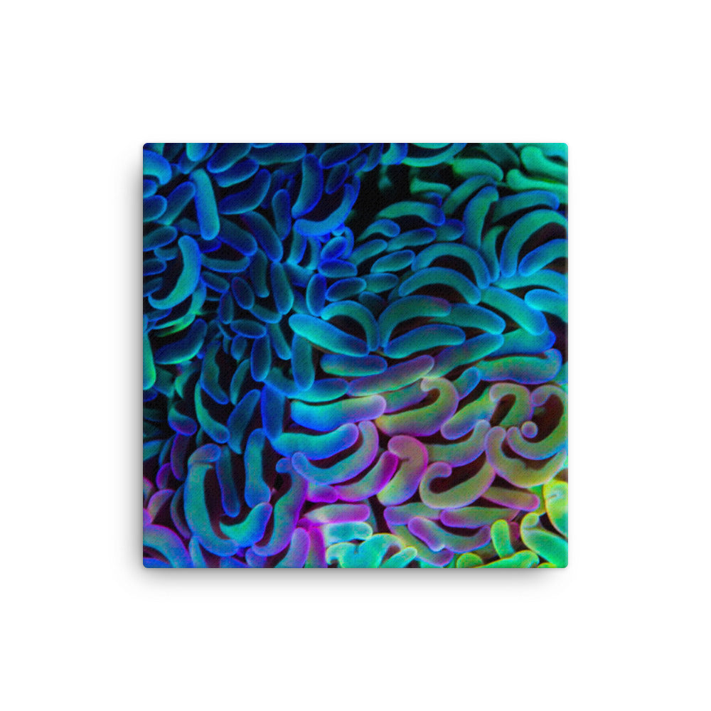 Aurora - Canvas - Coral Reef Photography Art