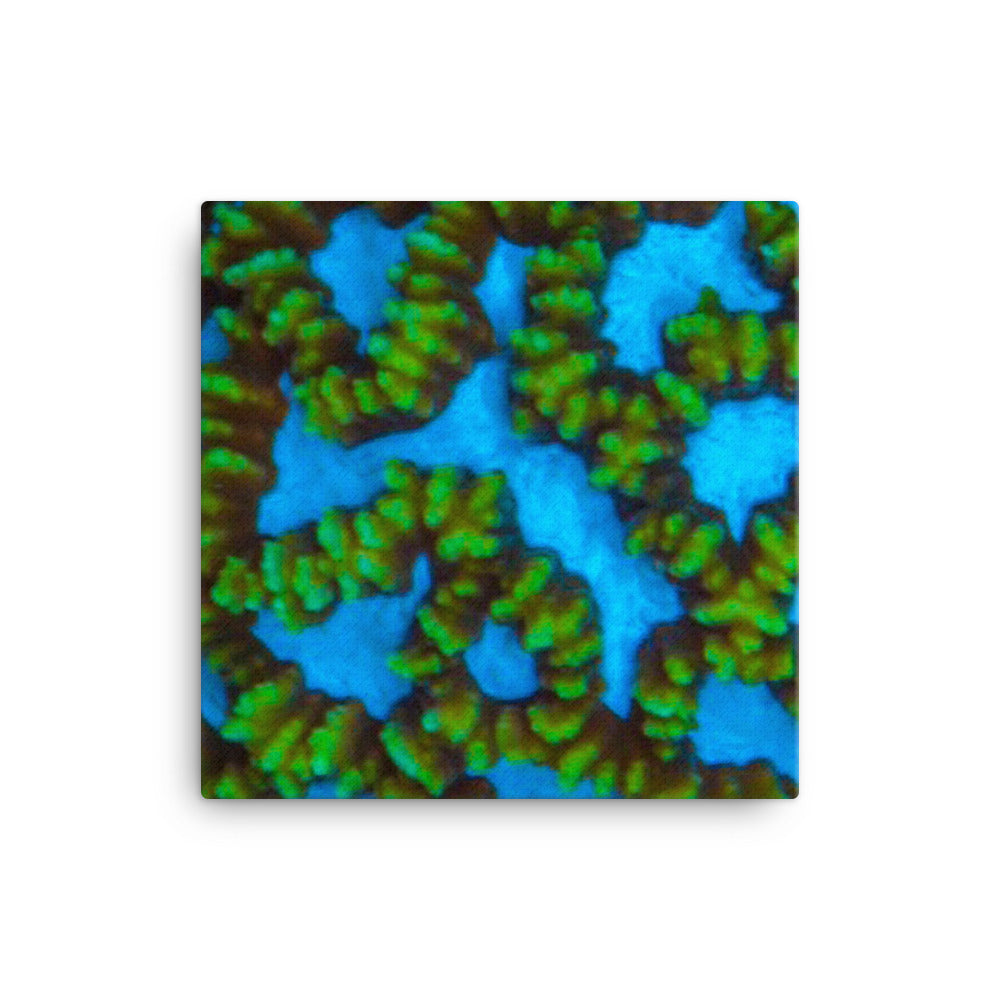 Blue Domino - Canvas - Coral Reef Photography Art