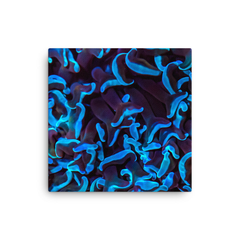 Chocolate Tides  - Canvas - Coral Reef Photography Art