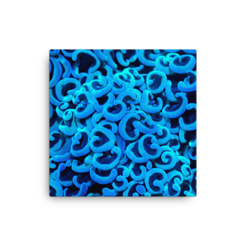 Cupid's Curls  - Canvas - Coral Reef Photography Art