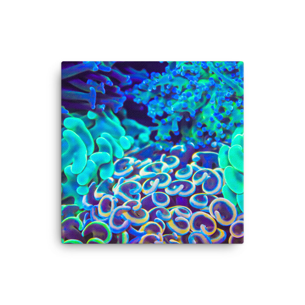 Coral Bouquet - Canvas - Coral Reef Photography Art