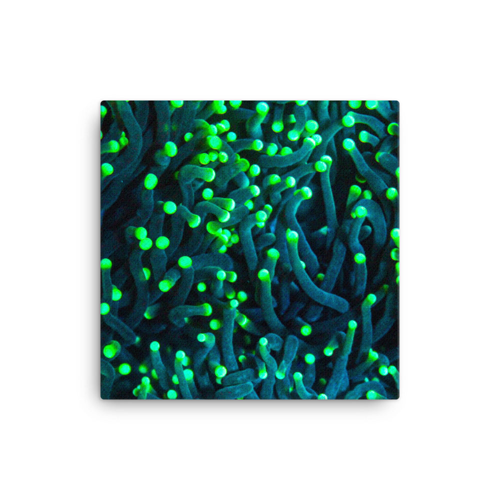 Firefly Rockets  - Canvas - Coral Reef Photography Art
