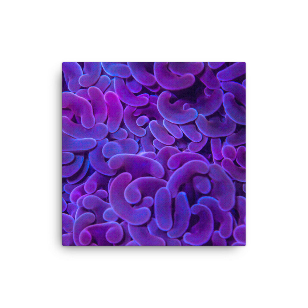 Taro Tide  - Canvas - Coral Reef Photography Art