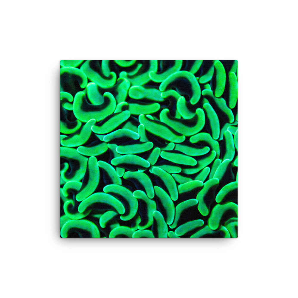 The Riddlers Rug - Canvas - Coral Reef Photography Art