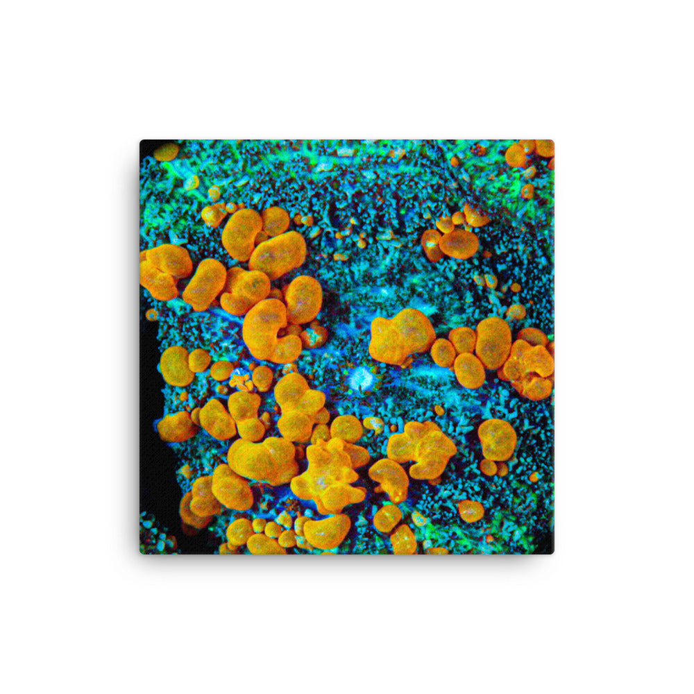 Breakout - Canvas - Coral Reef Photography Art