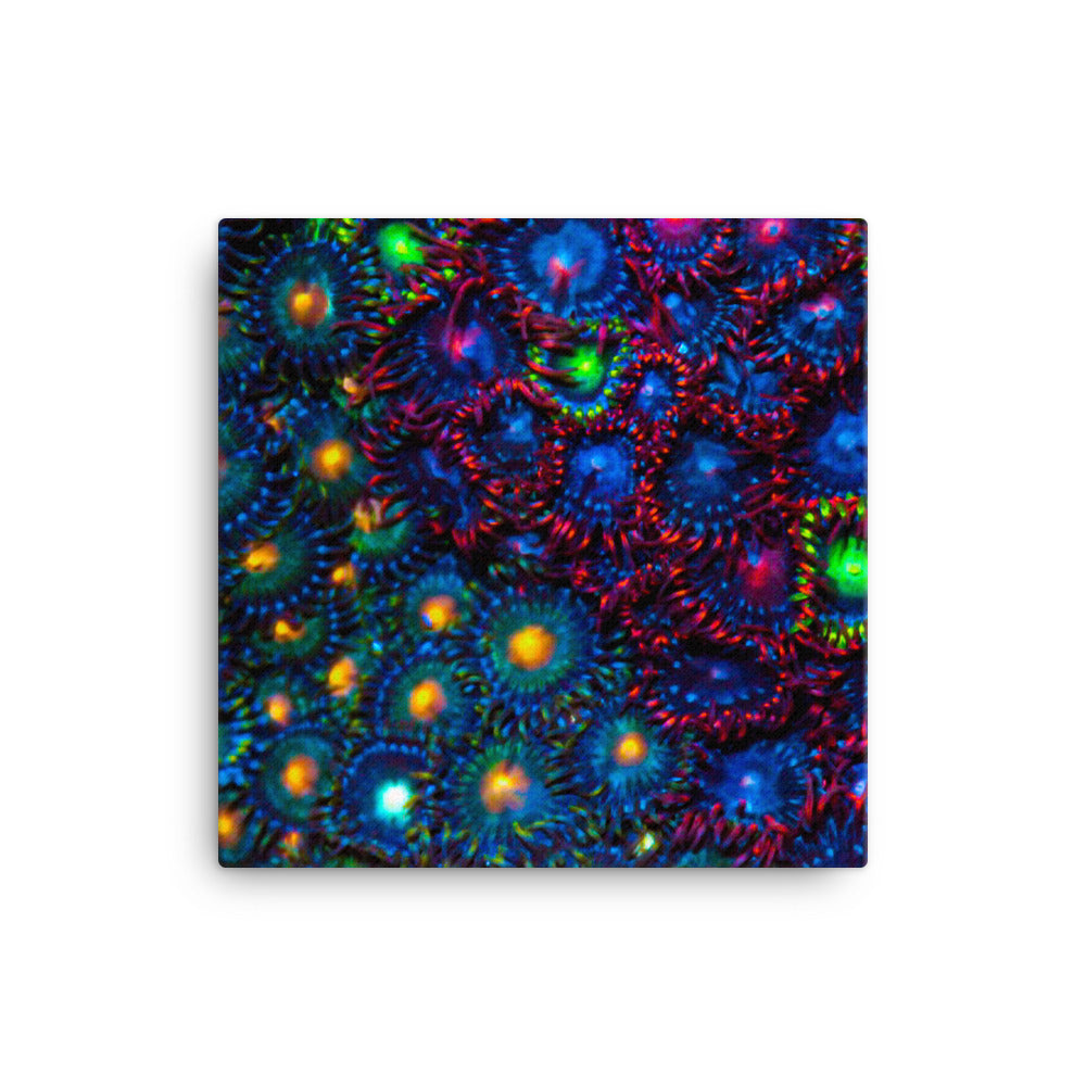 Turf War  - Canvas - Coral Reef Photography Art