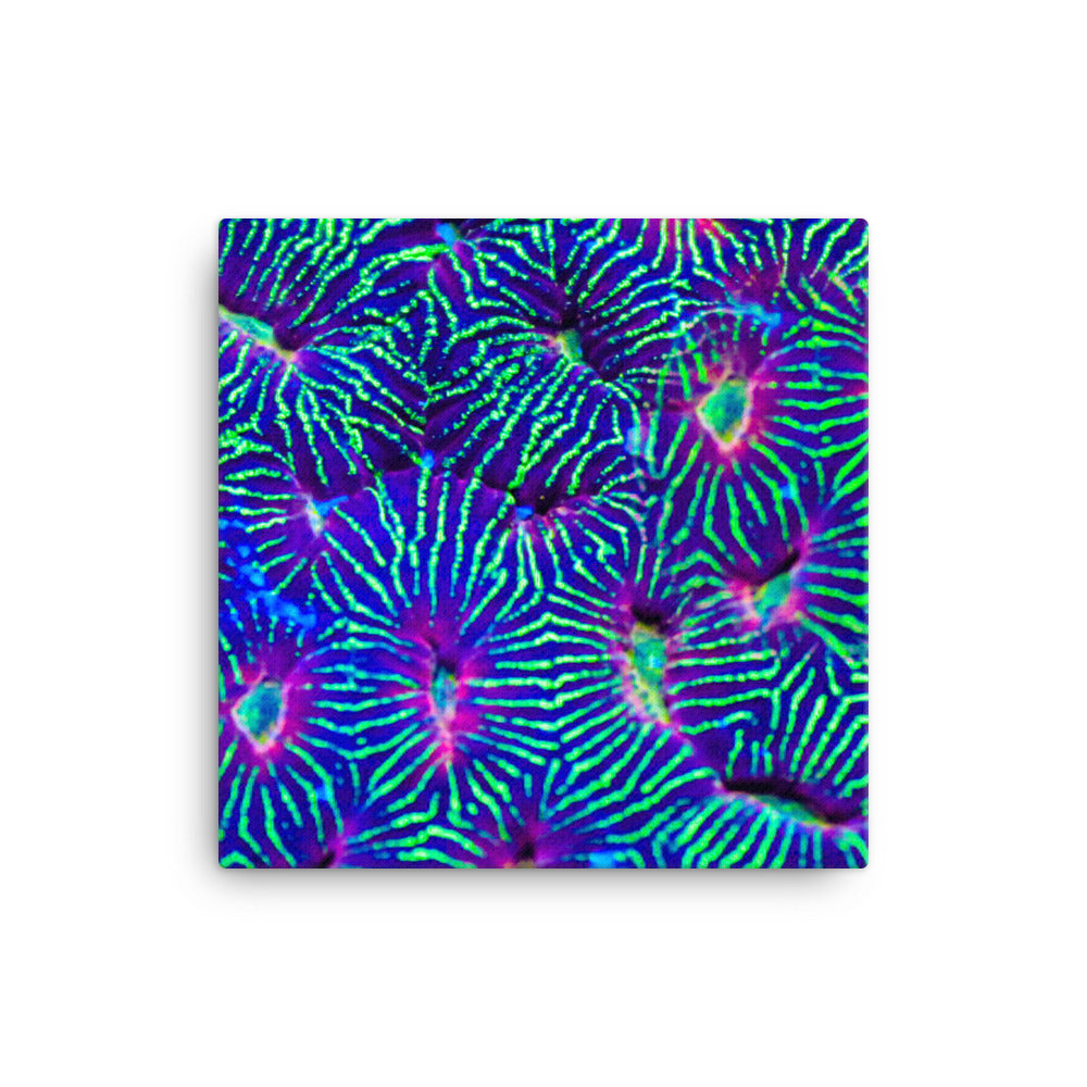 Jungle Stop - Canvas - Coral Reef Photography Art