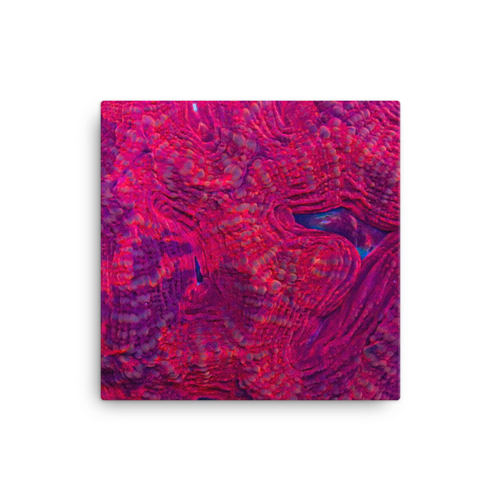 Igneous - Canvas - Coral Reef Photography Art