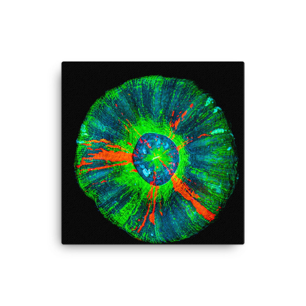 Oculus - Canvas - Coral Reef Photography Art