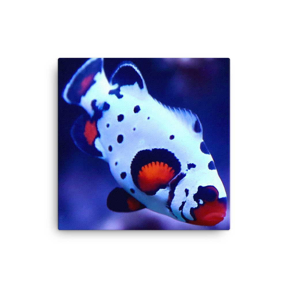 Ocellated Jester - Canvas - Coral Reef Photography Art
