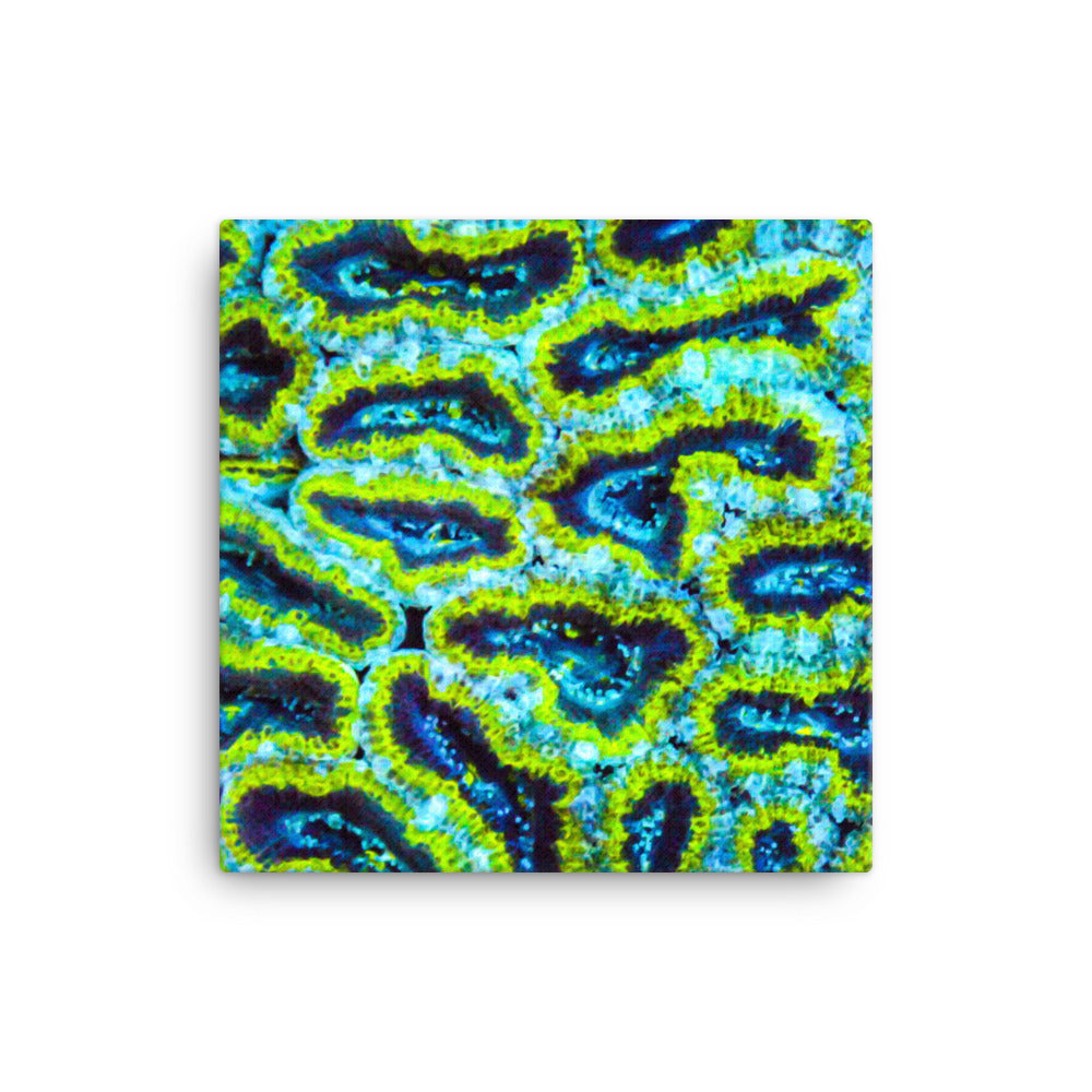 Victors - Canvas - Coral Reef Photography Art