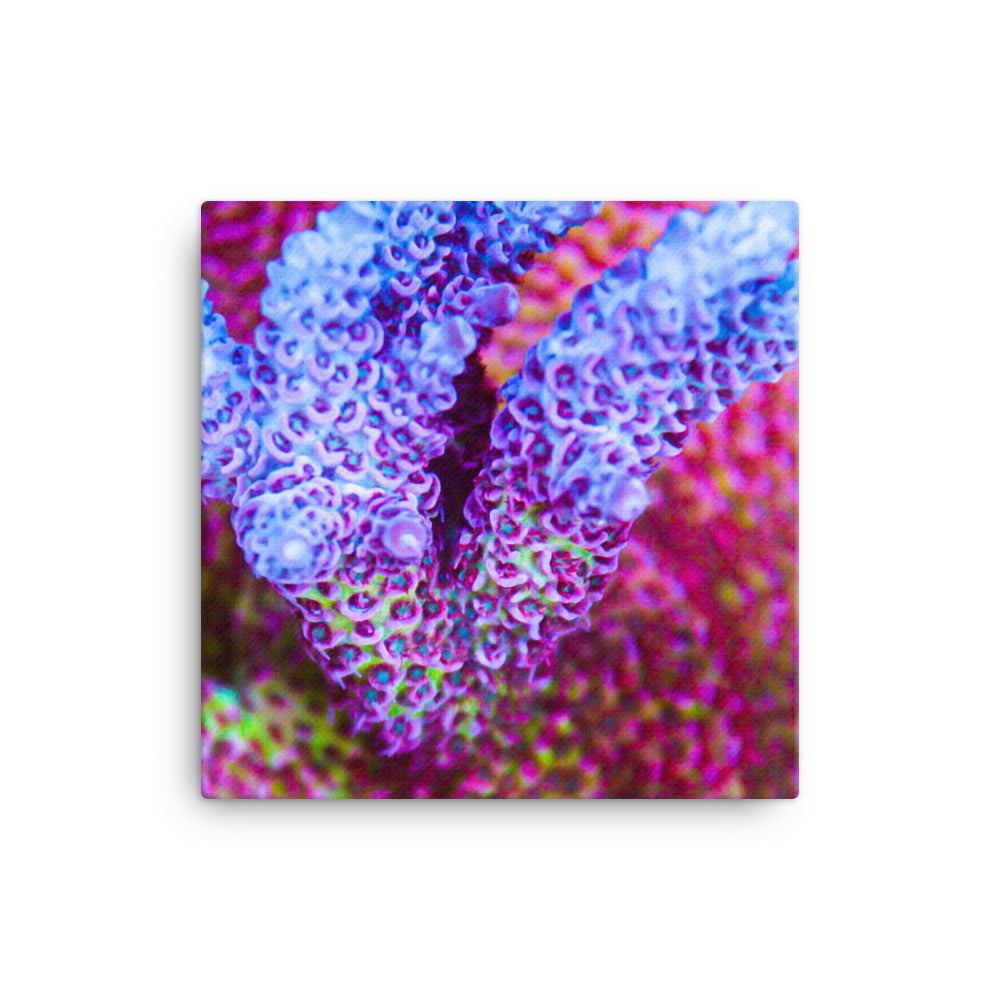 Frosted Tips - Canvas - Coral Reef Photography Art