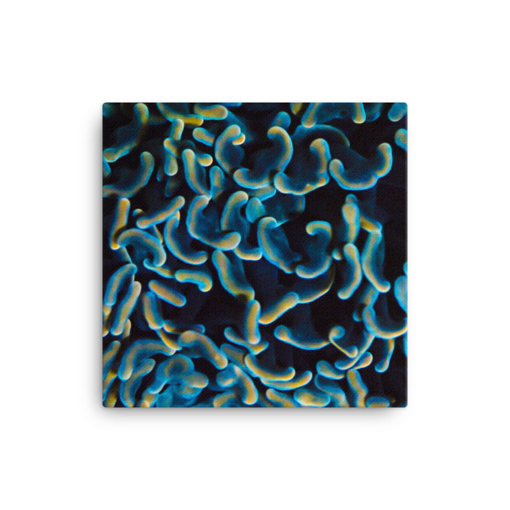 Below The Horizon - Canvas - Coral Reef Photography Art