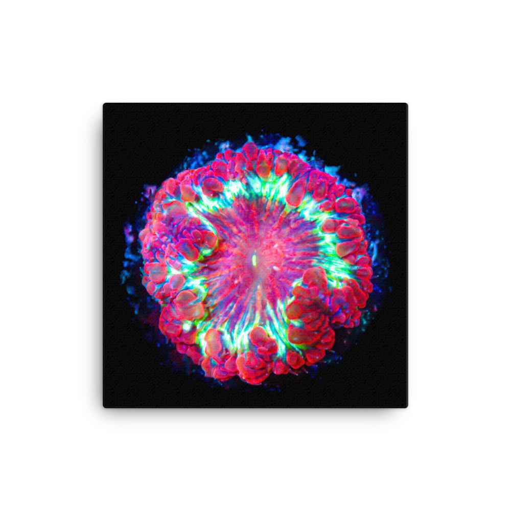 Blastonova - Canvas - Coral Reef Photography Art