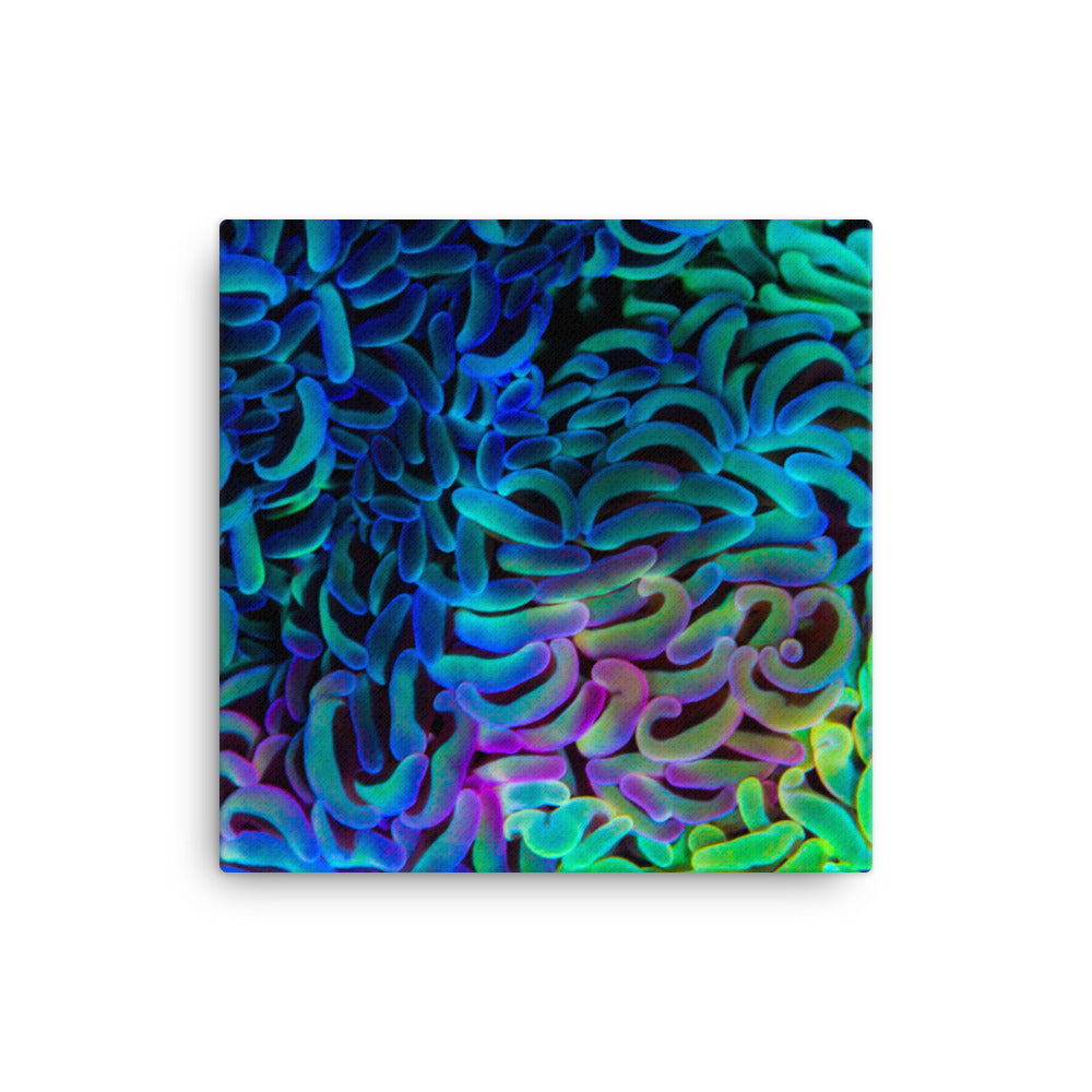 Aurora - Canvas - Coral Reef Photography Art