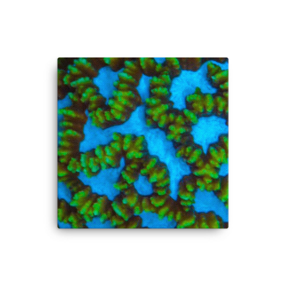Blue Domino - Canvas - Coral Reef Photography Art