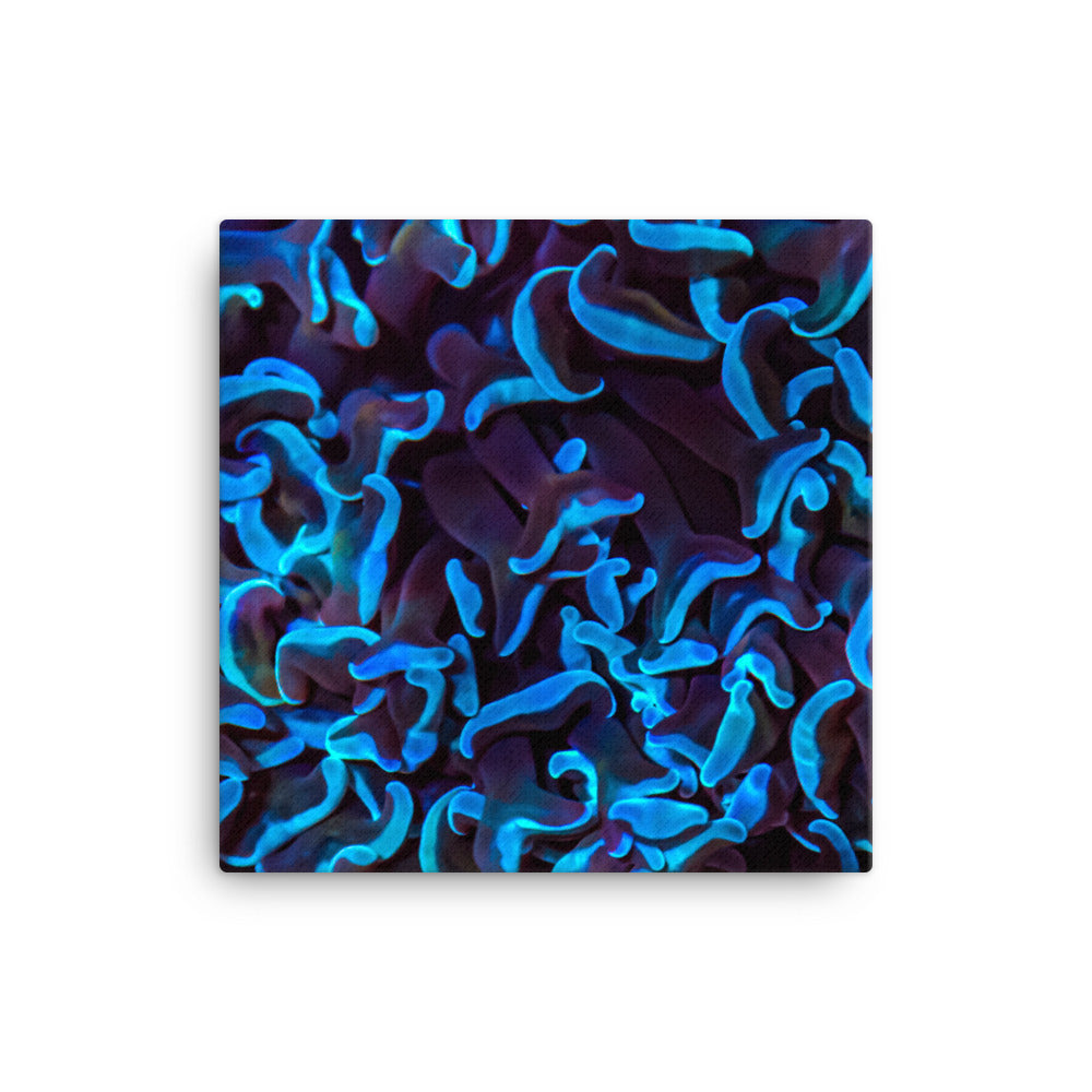 Chocolate Tides  - Canvas - Coral Reef Photography Art