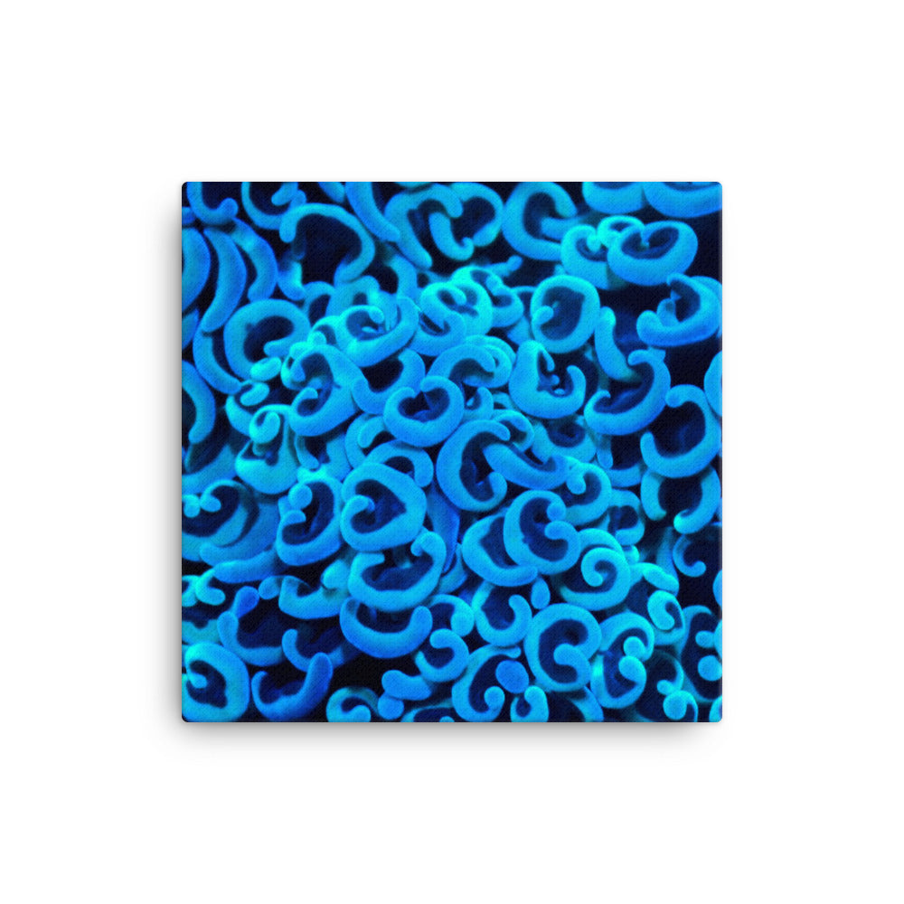 Cupid's Curls  - Canvas - Coral Reef Photography Art