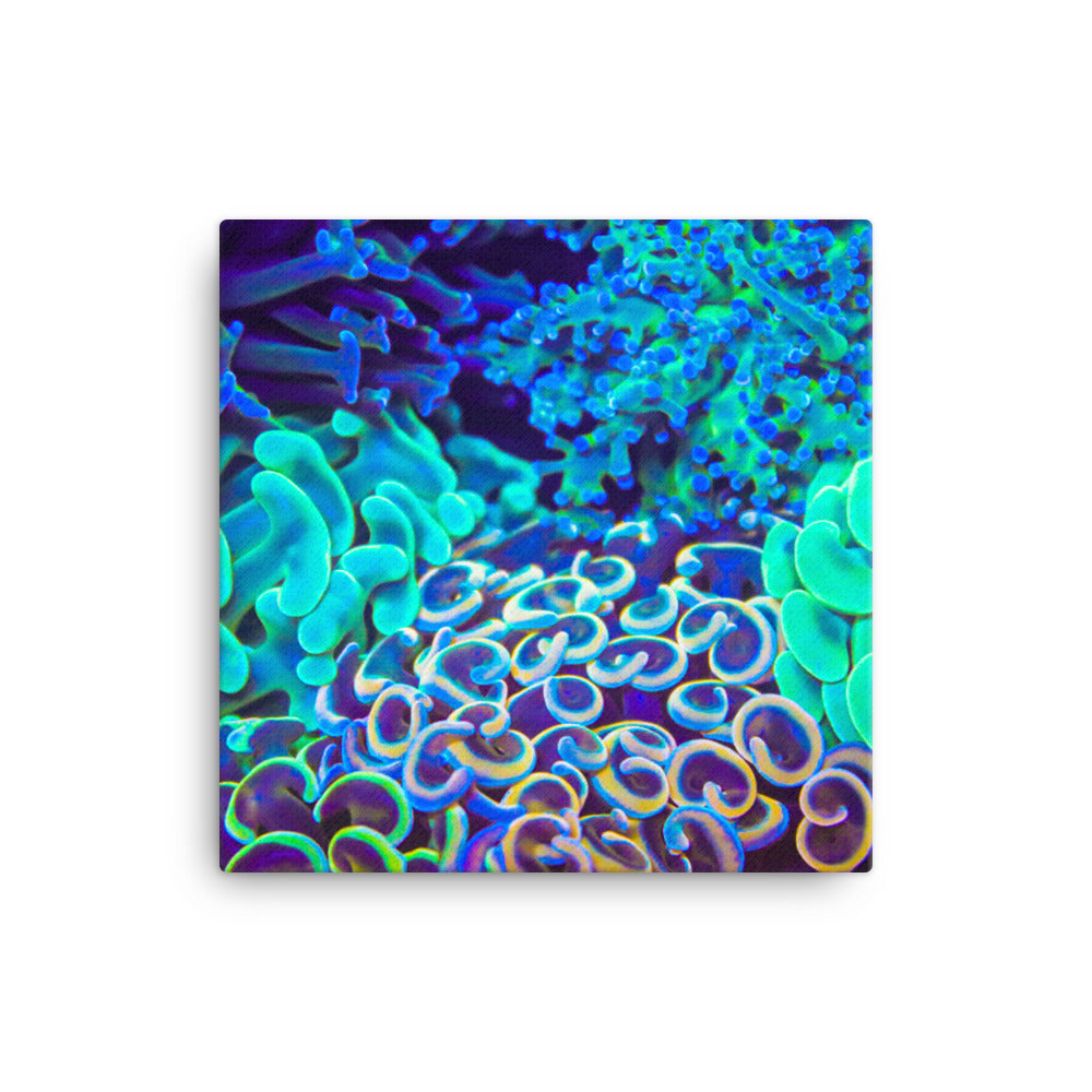Coral Bouquet - Canvas - Coral Reef Photography Art