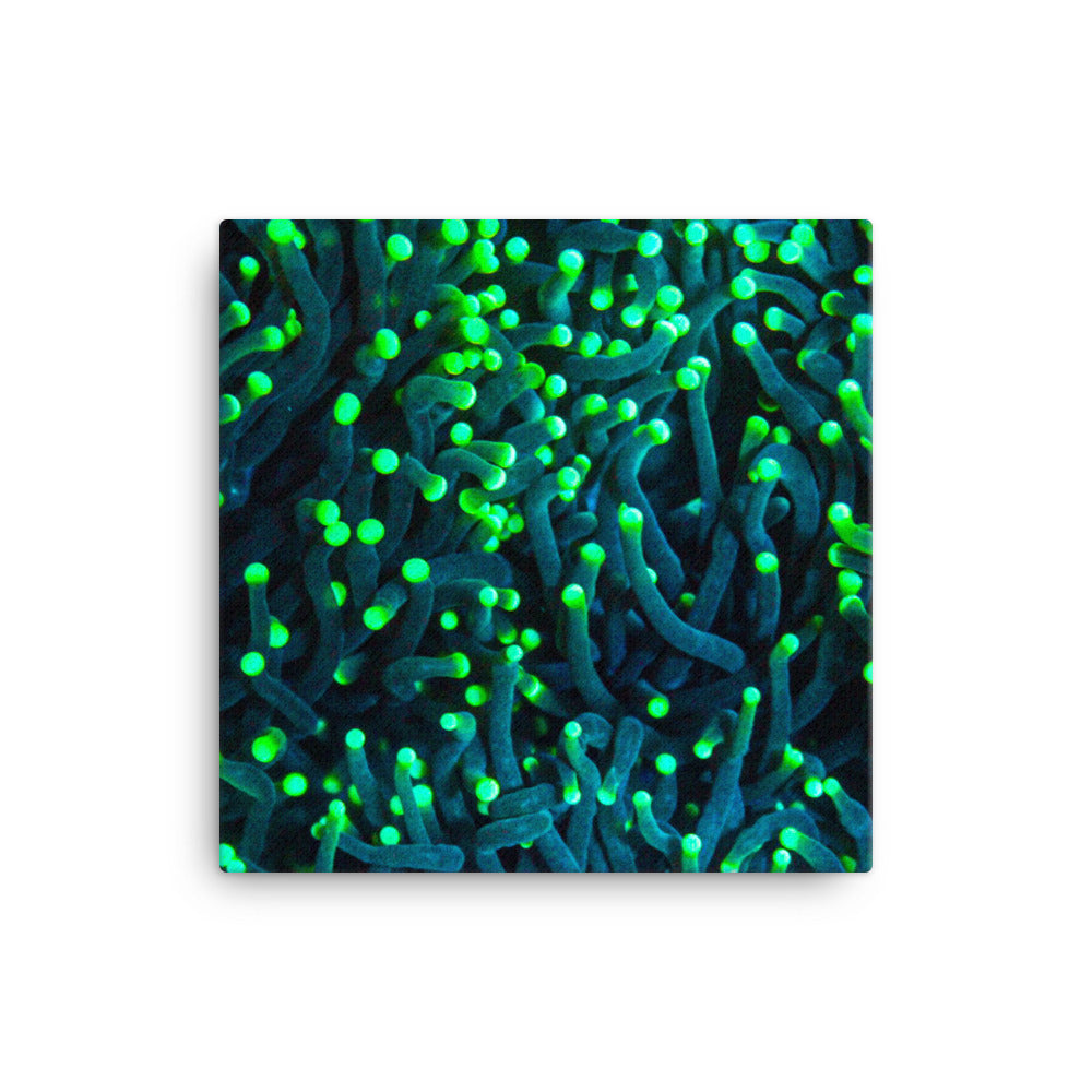 Firefly Rockets  - Canvas - Coral Reef Photography Art