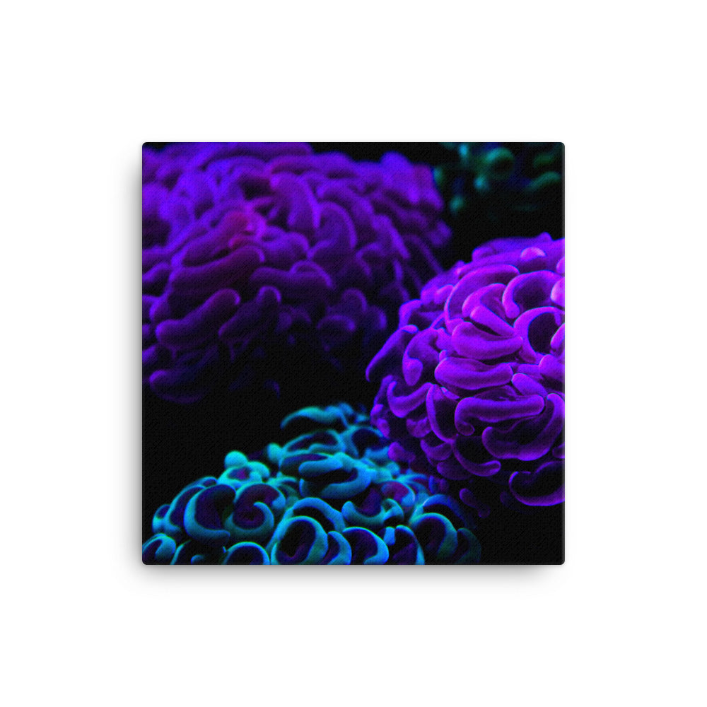 Joanna  - Canvas - Coral Reef Photography Art