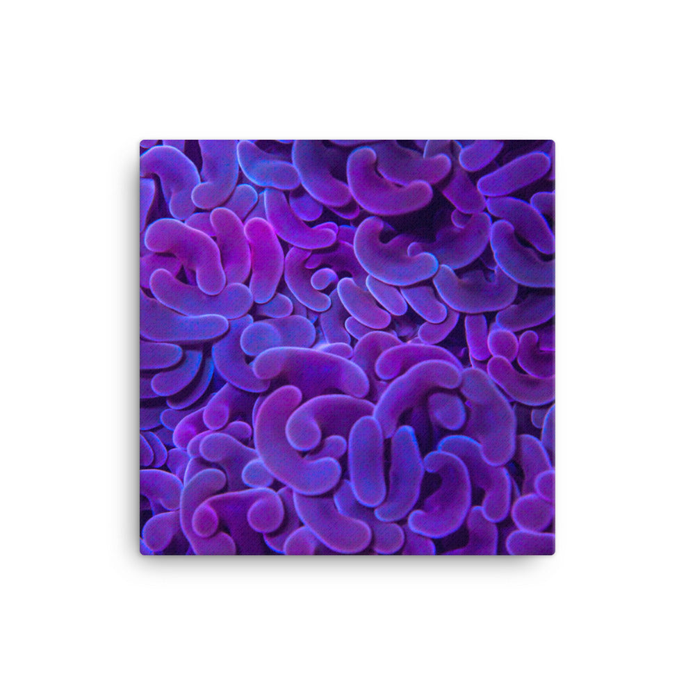 Taro Tide  - Canvas - Coral Reef Photography Art