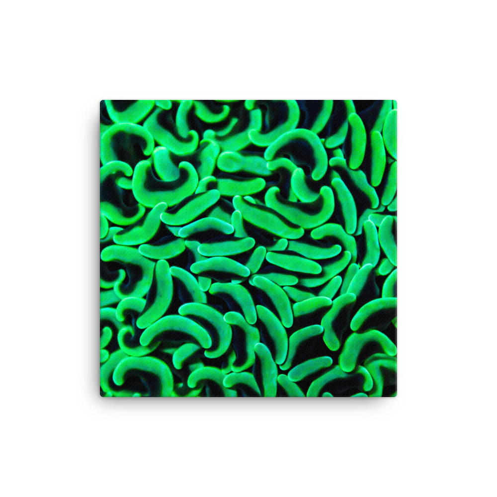The Riddlers Rug - Canvas - Coral Reef Photography Art