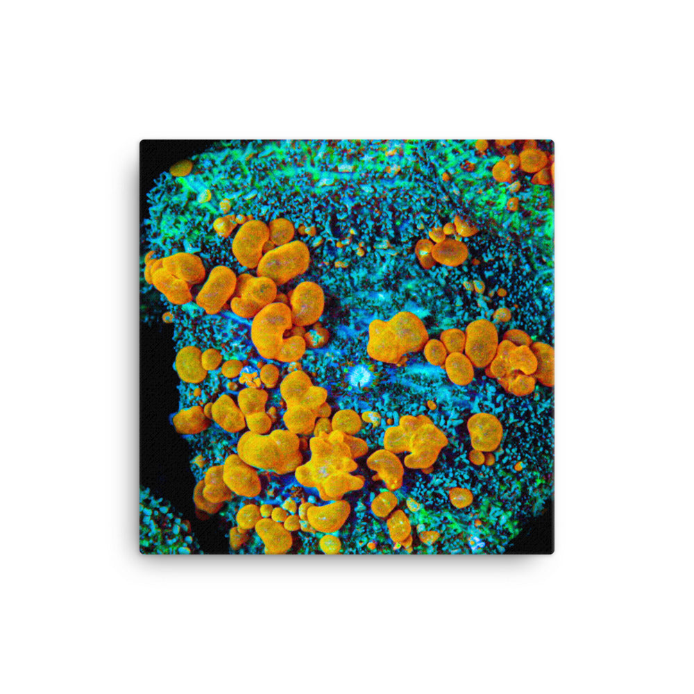 Breakout - Canvas - Coral Reef Photography Art