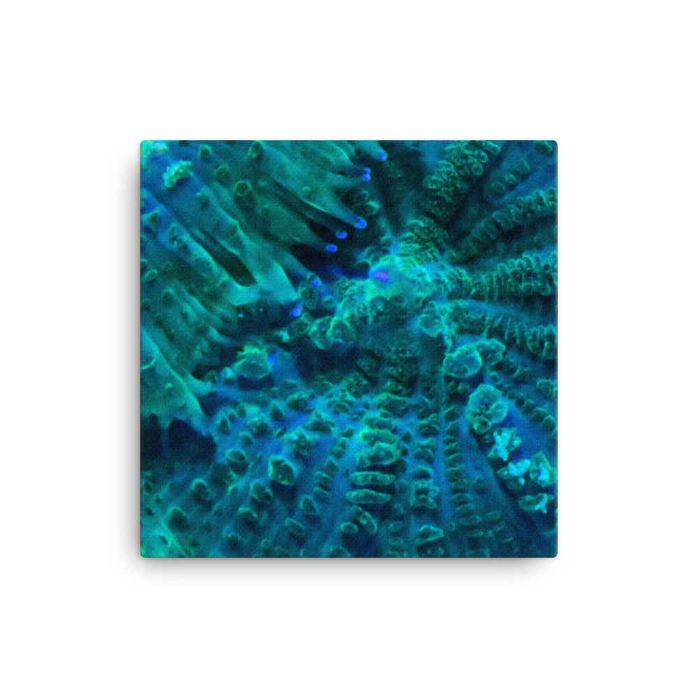 Green Testudo - Canvas - Coral Reef Photography Art