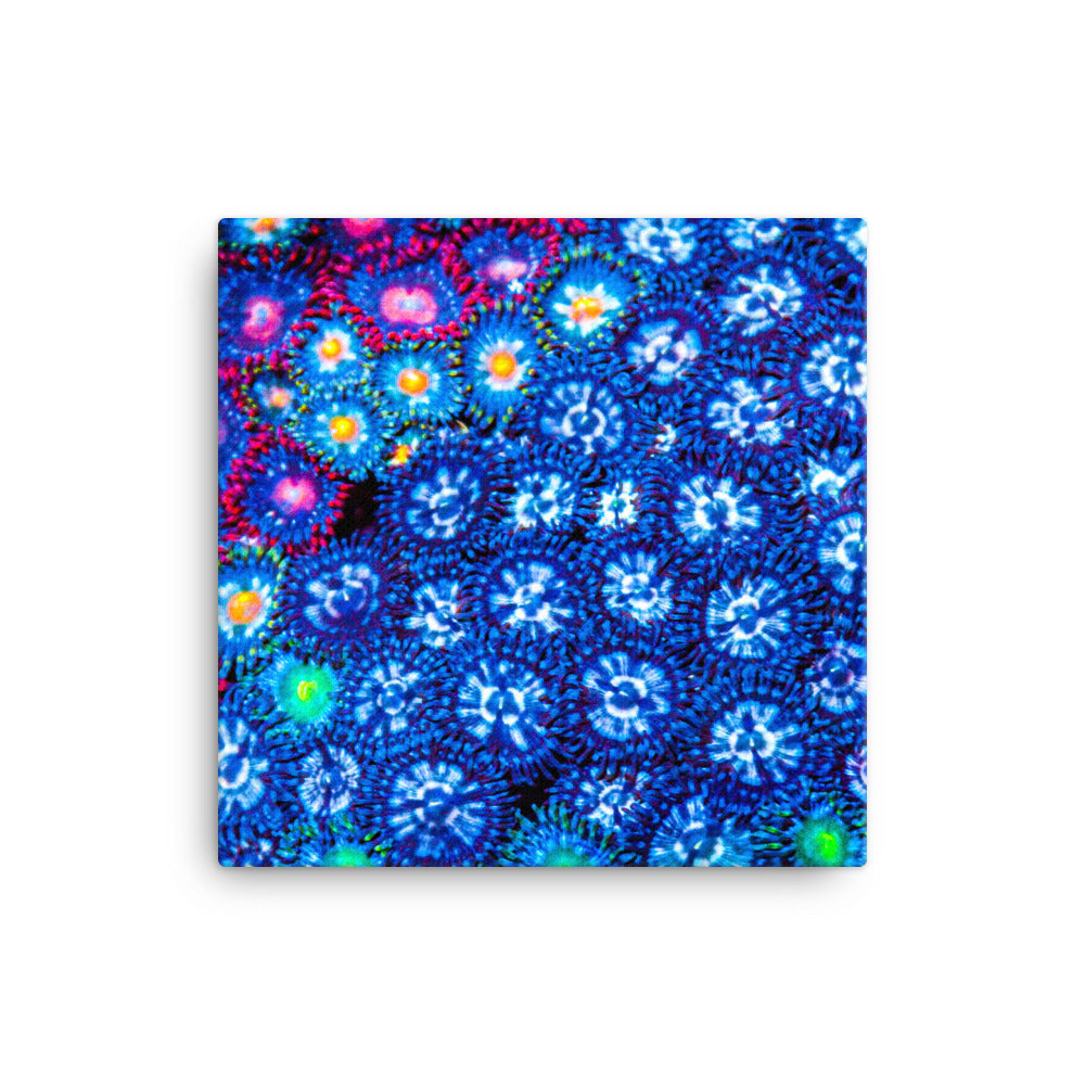 Winter Florals  - Canvas - Coral Reef Photography Art