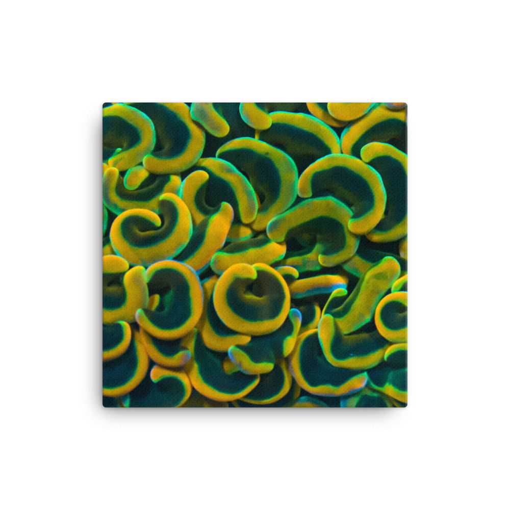 Yellow Brick Rainbow Road - Canvas - Coral Reef Photography Art
