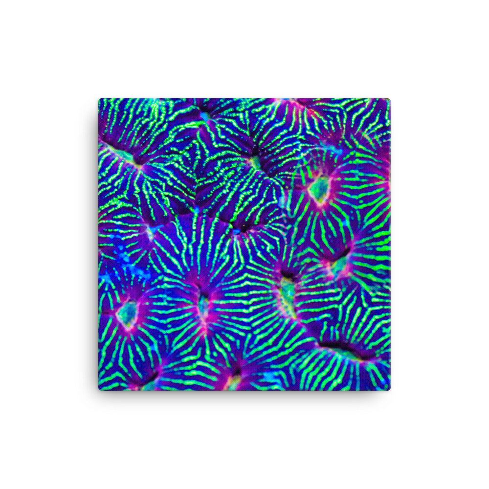 Jungle Stop - Canvas - Coral Reef Photography Art