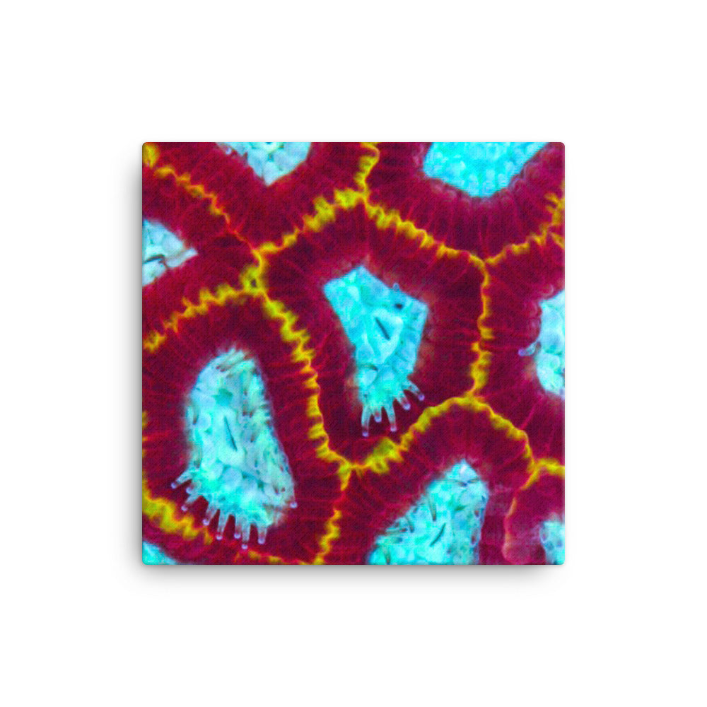 Arc Reactor - Canvas - Coral Reef Photography Art