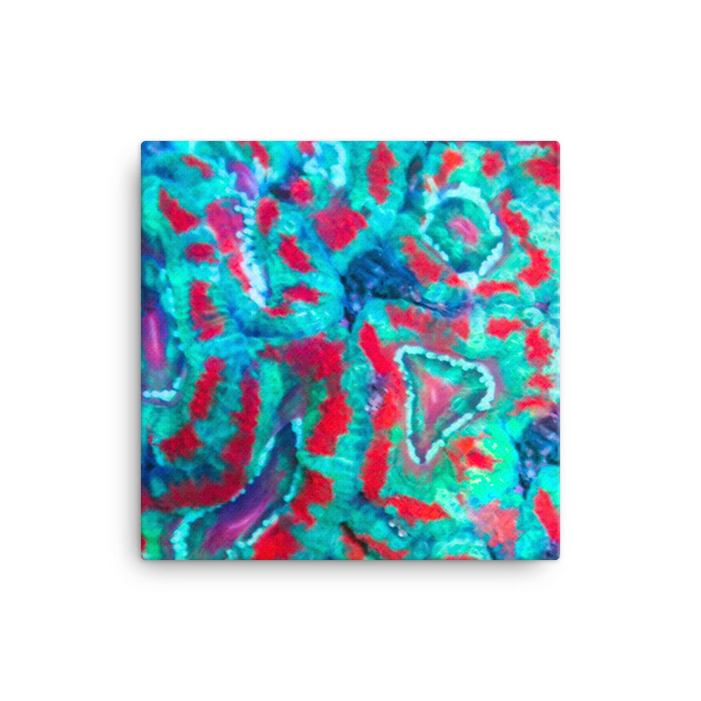 Ferr-Alligator - Canvas - Coral Reef Photography Art