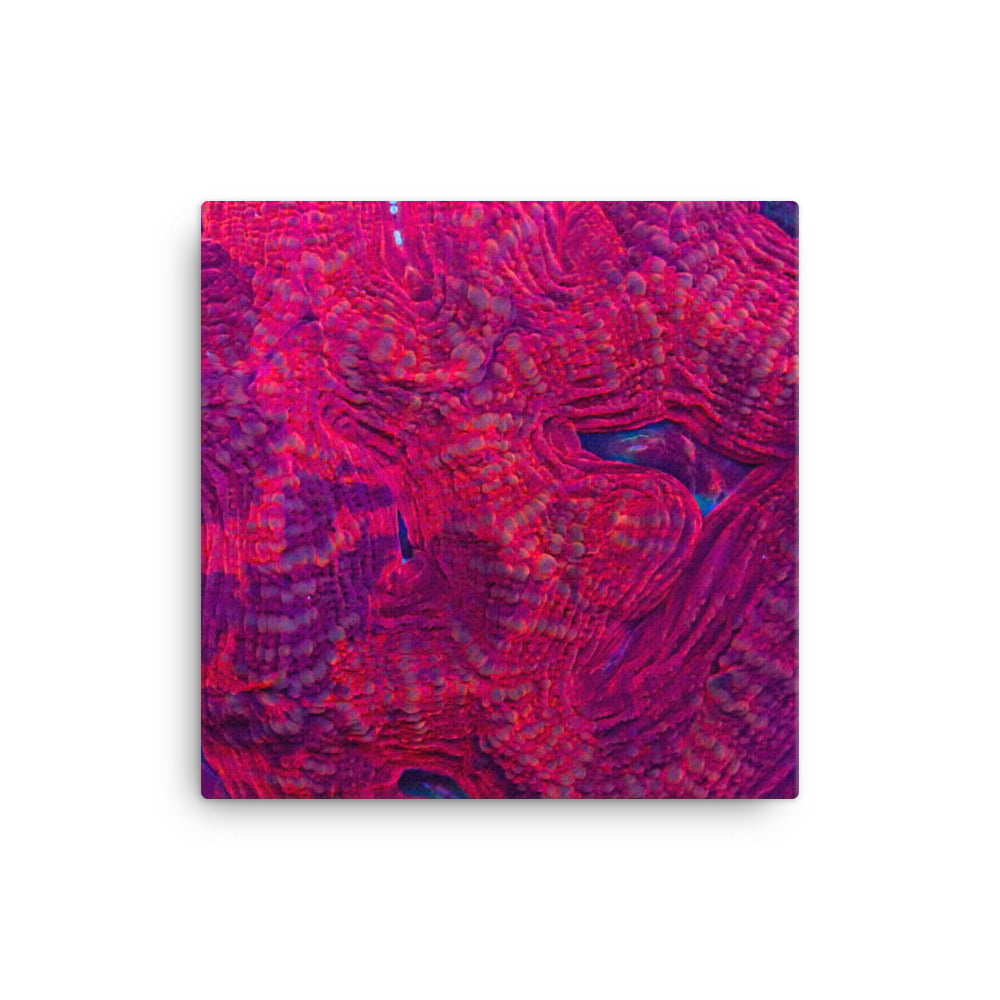 Igneous - Canvas - Coral Reef Photography Art