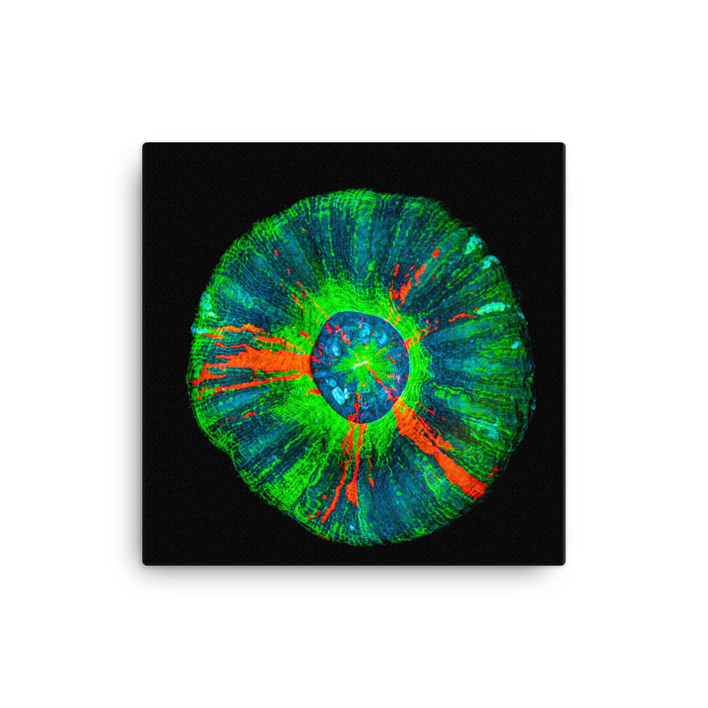 Oculus - Canvas - Coral Reef Photography Art