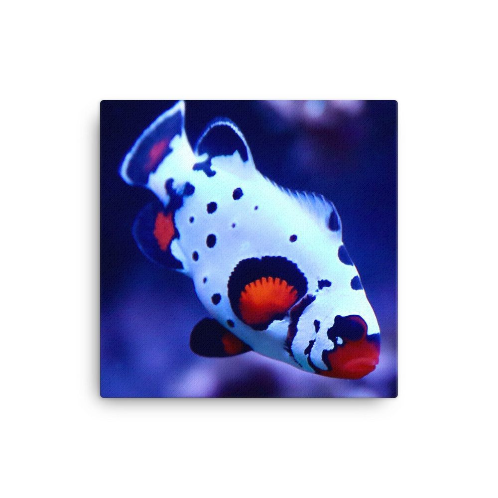 Ocellated Jester - Canvas - Coral Reef Photography Art
