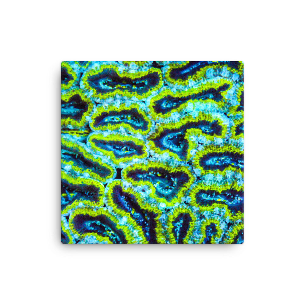 Victors - Canvas - Coral Reef Photography Art