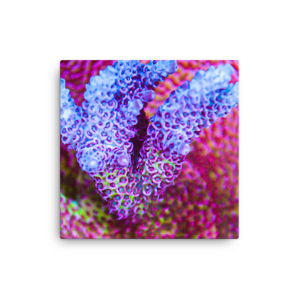 Frosted Tips - Canvas - Coral Reef Photography Art